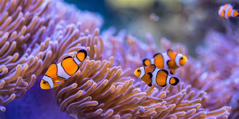 what is an anemone.